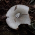 Rosegill - Volvariella cf. caesiotincta  | Fotografijos autorius : Vitalij Drozdov | © Macronature.eu | Macro photography web site