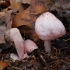 Rosy Bonnet - Mycena rosea | Fotografijos autorius : Vytautas Gluoksnis | © Macronature.eu | Macro photography web site