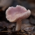 Rosy Bonnet - Mycena rosea | Fotografijos autorius : Žilvinas Pūtys | © Macronature.eu | Macro photography web site