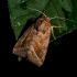 Rosy Rustic - Hydraecia micacea  | Fotografijos autorius : Oskaras Venckus | © Macronature.eu | Macro photography web site