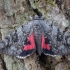 Rosy Underwing - Catocala electa | Fotografijos autorius : Žilvinas Pūtys | © Macronature.eu | Macro photography web site