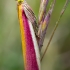 Rosy-striped knot-horn - Oncocera semirubella | Fotografijos autorius : Oskaras Venckus | © Macronature.eu | Macro photography web site
