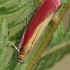 Rosy-striped knot-horn - Oncocera semirubella | Fotografijos autorius : Gintautas Steiblys | © Macronature.eu | Macro photography web site
