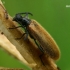 Rough-haired Lagria Beetle - Lagria hirta  | Fotografijos autorius : Gintautas Steiblys | © Macronature.eu | Macro photography web site