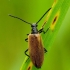 Rough-haired Lagria Beetle - Lagria hirta | Fotografijos autorius : Romas Ferenca | © Macronature.eu | Macro photography web site