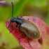 Rough-haired Lagria Beetle - Lagria hirta | Fotografijos autorius : Romas Ferenca | © Macronature.eu | Macro photography web site