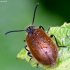 Rough-haired Lagria Beetle - Lagria hirta | Fotografijos autorius : Kazimieras Martinaitis | © Macronature.eu | Macro photography web site