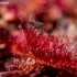 Apskritalapė saulašarė - Drosera rotundifolia  | Fotografijos autorius : Oskaras Venckus | © Macronature.eu | Macro photography web site