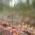 Apskritalapė saulašarė - Drosera rotundifolia | Fotografijos autorius : Eglė Vičiuvienė | © Macronature.eu | Macro photography web site