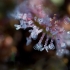 Apskritalapė saulašarė - Drosera rotundifolia | Fotografijos autorius : Zita Gasiūnaitė | © Macronature.eu | Macro photography web site