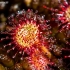 Apskritalapė saulašarė - Drosera rotundifolia | Fotografijos autorius : Oskaras Venckus | © Macronature.eu | Macro photography web site