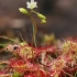 Apskritalapė saulašarė - Drosera rotundifolia | Fotografijos autorius : Gintautas Steiblys | © Macronature.eu | Macro photography web site