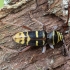 Round-necked Longhorn Beetle - Plagionotus detritus ♂ | Fotografijos autorius : Žilvinas Pūtys | © Macronature.eu | Macro photography web site