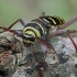 Round-necked longhorn beetle - Plagionotus detritus | Fotografijos autorius : Gintautas Steiblys | © Macronature.eu | Macro photography web site