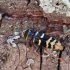Round-necked longhorn beetle - Plagionotus detritus | Fotografijos autorius : Vitalii Alekseev | © Macronature.eu | Macro photography web site