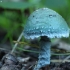 Roundhead - Stropharia sp. | Fotografijos autorius : Vidas Brazauskas | © Macronature.eu | Macro photography web site