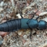 Large rove beetle - Ocypus ophthalmicus | Fotografijos autorius : Žilvinas Pūtys | © Macronature.eu | Macro photography web site
