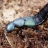 Large rove beetle - Ocypus ophthalmicus | Fotografijos autorius : Romas Ferenca | © Macronature.eu | Macro photography web site