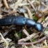 Large rove beetle - Ocypus ophthalmicus | Fotografijos autorius : Romas Ferenca | © Macronature.eu | Macro photography web site