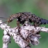 Chequered Rove Beetle - Ontholestes tessellatus | Fotografijos autorius : Romas Ferenca | © Macronature.eu | Macro photography web site