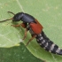 Rove beetle - Platydracus latebricola | Fotografijos autorius : Vytautas Gluoksnis | © Macronature.eu | Macro photography web site