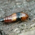 Rove beetle - Tachyporus obtusus | Fotografijos autorius : Gintautas Steiblys | © Macronature.eu | Macro photography web site