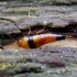 Rove beetle - Tachyporus obtusus | Fotografijos autorius : Romas Ferenca | © Macronature.eu | Macro photography web site