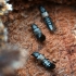 Rove beetles - Trumpasparniai | Fotografijos autorius : Kazimieras Martinaitis | © Macronature.eu | Macro photography web site