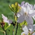 Korėjinis rododendras - Rhododendron schlippenbachii | Fotografijos autorius : Gintautas Steiblys | © Macronature.eu | Macro photography web site
