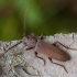 Rudasis gaisrasekis - Arhopalus rusticus | Fotografijos autorius : Žilvinas Pūtys | © Macrogamta.lt | Šis tinklapis priklauso bendruomenei kuri domisi makro fotografija ir fotografuoja gyvąjį makro pasaulį.