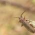 Rudasis gaisrasekis - Arhopalus rusticus | Fotografijos autorius : Giedrius Markevičius | © Macrogamta.lt | Šis tinklapis priklauso bendruomenei kuri domisi makro fotografija ir fotografuoja gyvąjį makro pasaulį.