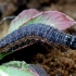 Rudasis pašakninis pelėdgalvis - Apamea crenata, vikšras  | Fotografijos autorius : Gintautas Steiblys | © Macrogamta.lt | Šis tinklapis priklauso bendruomenei kuri domisi makro fotografija ir fotografuoja gyvąjį makro pasaulį.