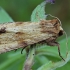 Rudasis pašakninis pelėdgalvis - Apamea crenata | Fotografijos autorius : Gintautas Steiblys | © Macrogamta.lt | Šis tinklapis priklauso bendruomenei kuri domisi makro fotografija ir fotografuoja gyvąjį makro pasaulį.