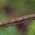 Rudasis rudeninis sprindžius - Colotois pennaria, vikšras | Fotografijos autorius : Gintautas Steiblys | © Macrogamta.lt | Šis tinklapis priklauso bendruomenei kuri domisi makro fotografija ir fotografuoja gyvąjį makro pasaulį.