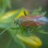 Rudasparnė žolblakė - Dichrooscytus rufipennis | Fotografijos autorius : Žilvinas Pūtys | © Macrogamta.lt | Šis tinklapis priklauso bendruomenei kuri domisi makro fotografija ir fotografuoja gyvąjį makro pasaulį.