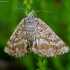 Rudasprindis - Ematurga atomaria | Fotografijos autorius : Romas Ferenca | © Macrogamta.lt | Šis tinklapis priklauso bendruomenei kuri domisi makro fotografija ir fotografuoja gyvąjį makro pasaulį.