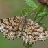 Rudasprindis - Ematurga atomaria | Fotografijos autorius : Gintautas Steiblys | © Macrogamta.lt | Šis tinklapis priklauso bendruomenei kuri domisi makro fotografija ir fotografuoja gyvąjį makro pasaulį.