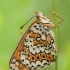 Rudgelsvė šaškytė - Melitaea cinxia | Fotografijos autorius : Žilvinas Pūtys | © Macrogamta.lt | Šis tinklapis priklauso bendruomenei kuri domisi makro fotografija ir fotografuoja gyvąjį makro pasaulį.