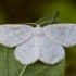 Rudjuostis balsvasprindis - Cabera exanthemata | Fotografijos autorius : Žilvinas Pūtys | © Macrogamta.lt | Šis tinklapis priklauso bendruomenei kuri domisi makro fotografija ir fotografuoja gyvąjį makro pasaulį.