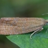 Rudoji celifa - Celypha rufana | Fotografijos autorius : Žilvinas Pūtys | © Macrogamta.lt | Šis tinklapis priklauso bendruomenei kuri domisi makro fotografija ir fotografuoja gyvąjį makro pasaulį.