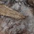 Rush veneer - Nomophila noctuella | Fotografijos autorius : Gintautas Steiblys | © Macronature.eu | Macro photography web site