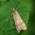 Rush veneer - Nomophila noctuella | Fotografijos autorius : Vidas Brazauskas | © Macronature.eu | Macro photography web site