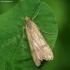 Keliaujantysis plačiasparnis ugniukas - Nomophila noctuella | Fotografijos autorius : Vidas Brazauskas | © Macronature.eu | Macro photography web site