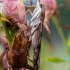 Keliaujantysis plačiasparnis ugniukas - Nomophila noctuella | Fotografijos autorius : Oskaras Venckus | © Macronature.eu | Macro photography web site