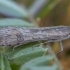 Keliaujantysis plačiasparnis ugniukas - Nomophila noctuella | Fotografijos autorius : Žilvinas Pūtys | © Macronature.eu | Macro photography web site