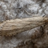 Keliaujantysis plačiasparnis ugniukas - Nomophila noctuella | Fotografijos autorius : Žilvinas Pūtys | © Macronature.eu | Macro photography web site