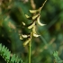 Russian milkvetch - Astragalus falcatus | Fotografijos autorius : Nomeda Vėlavičienė | © Macronature.eu | Macro photography web site