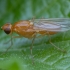 Rust fly - Psila fimetaria | Fotografijos autorius : Žilvinas Pūtys | © Macronature.eu | Macro photography web site