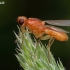 Rust fly - Psila fimetaria | Fotografijos autorius : Gintautas Steiblys | © Macronature.eu | Macro photography web site