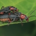 Rustic Sailor Beetle - Cantharis rustica | Fotografijos autorius : Gintautas Steiblys | © Macronature.eu | Macro photography web site